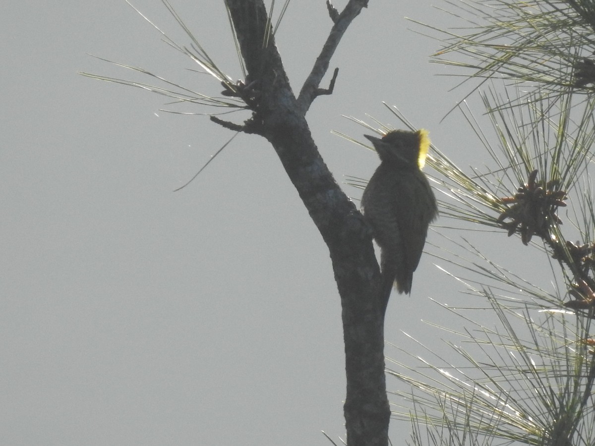 Pic à huppe jaune - ML647276339
