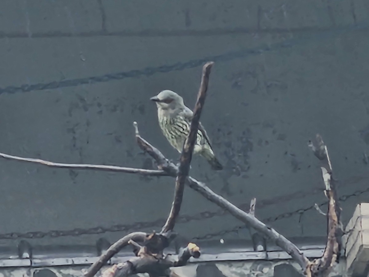 Malay Sığırcığı - ML647276340