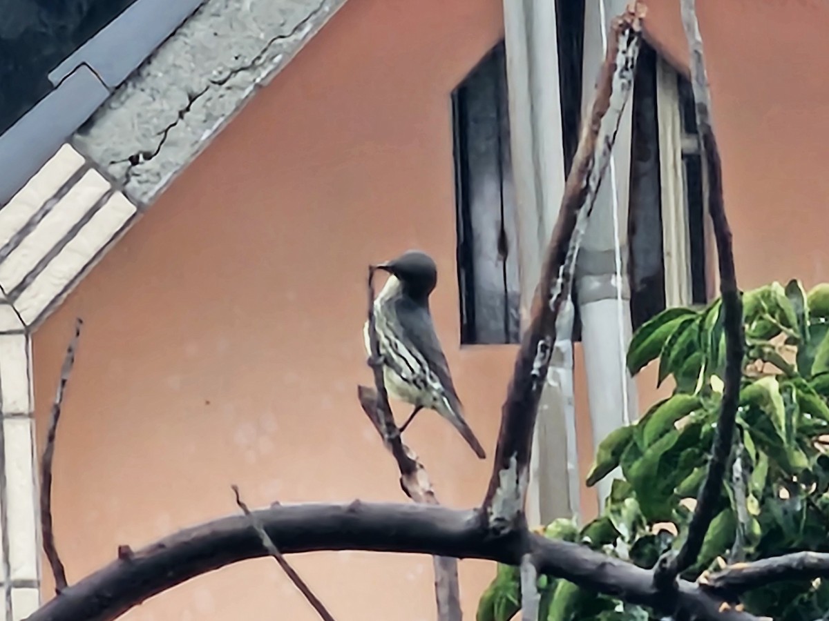 Malay Sığırcığı - ML647276341