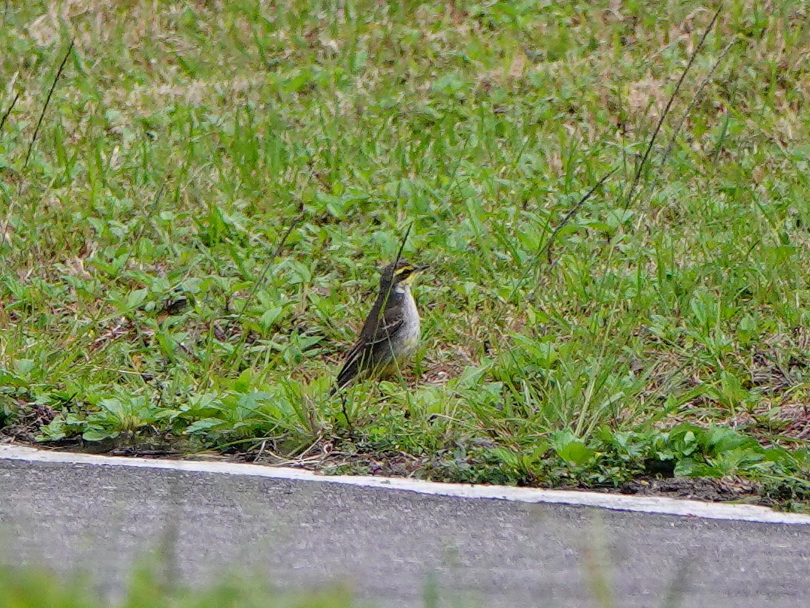 Eastern Yellow Wagtail - ML647276354