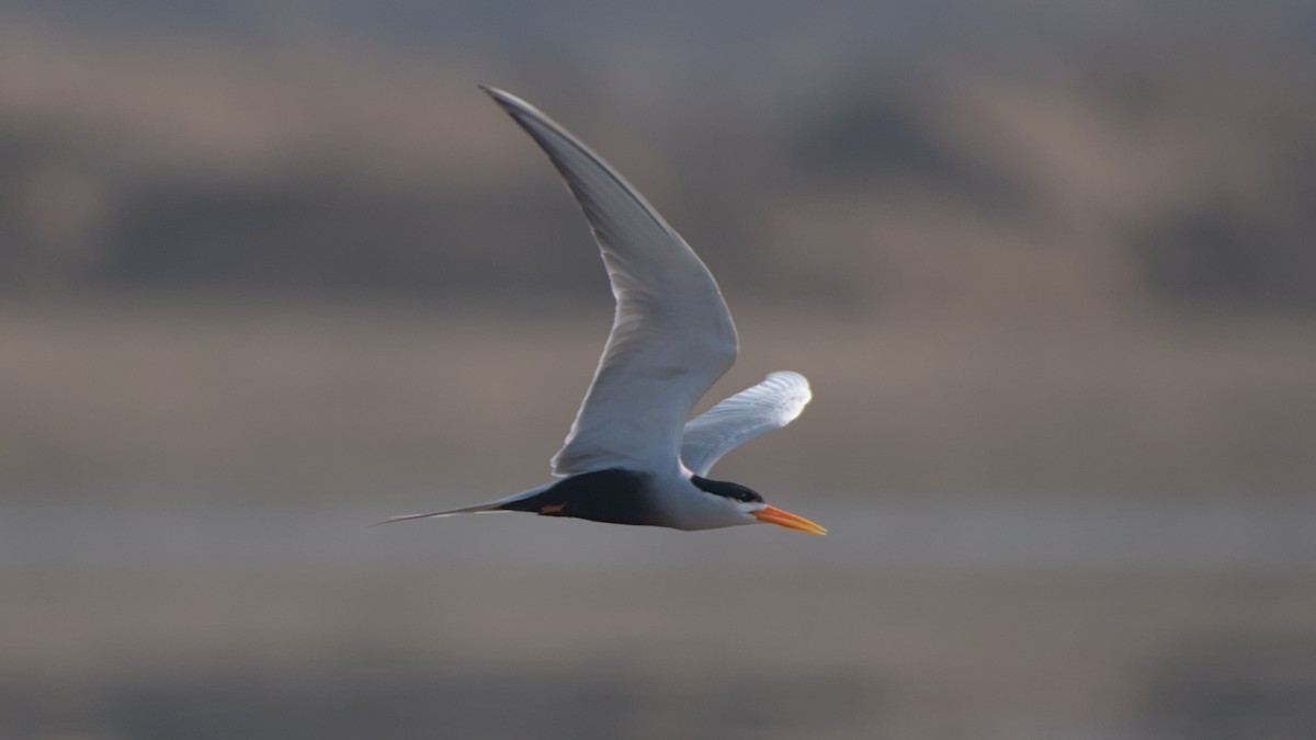 Black-bellied Tern - ML647276356