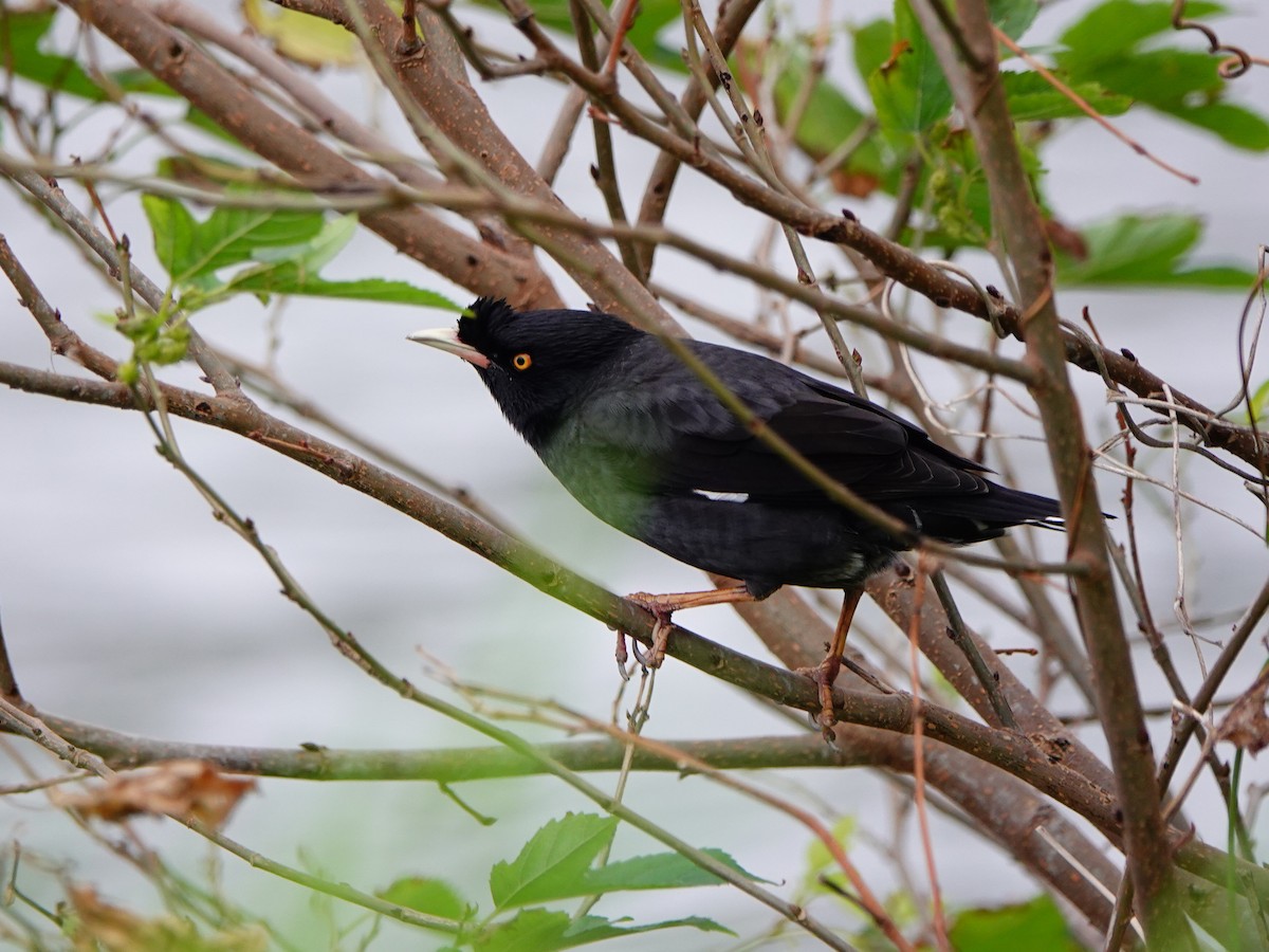 Crested Myna - ML647276359