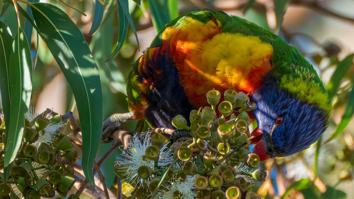 Rainbow Lorikeet - ML647276362