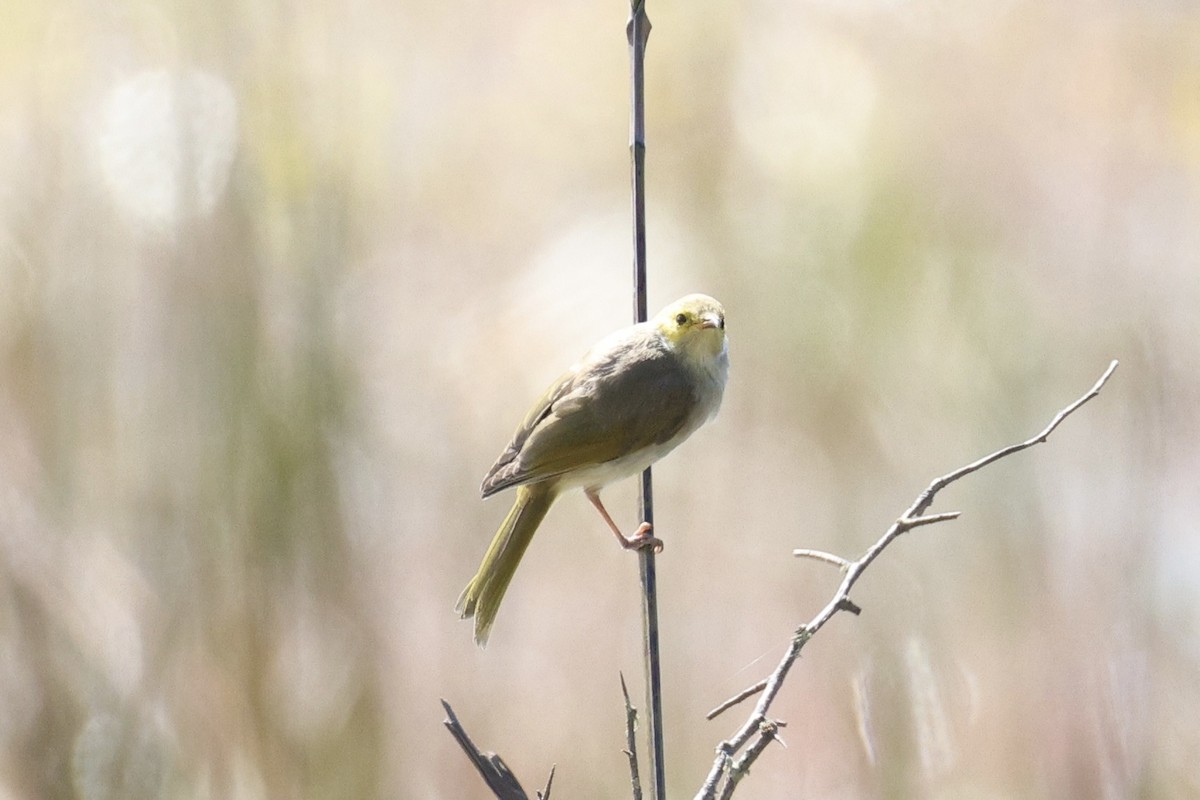 Медник блідий - ML647276365