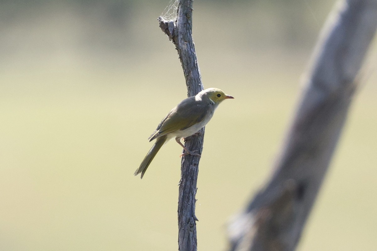 Медник блідий - ML647276367