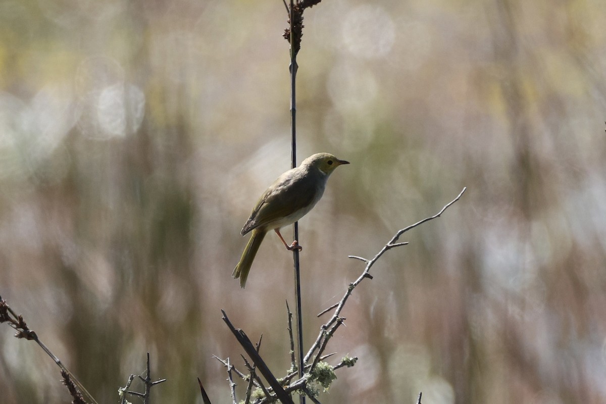 Медник блідий - ML647276368