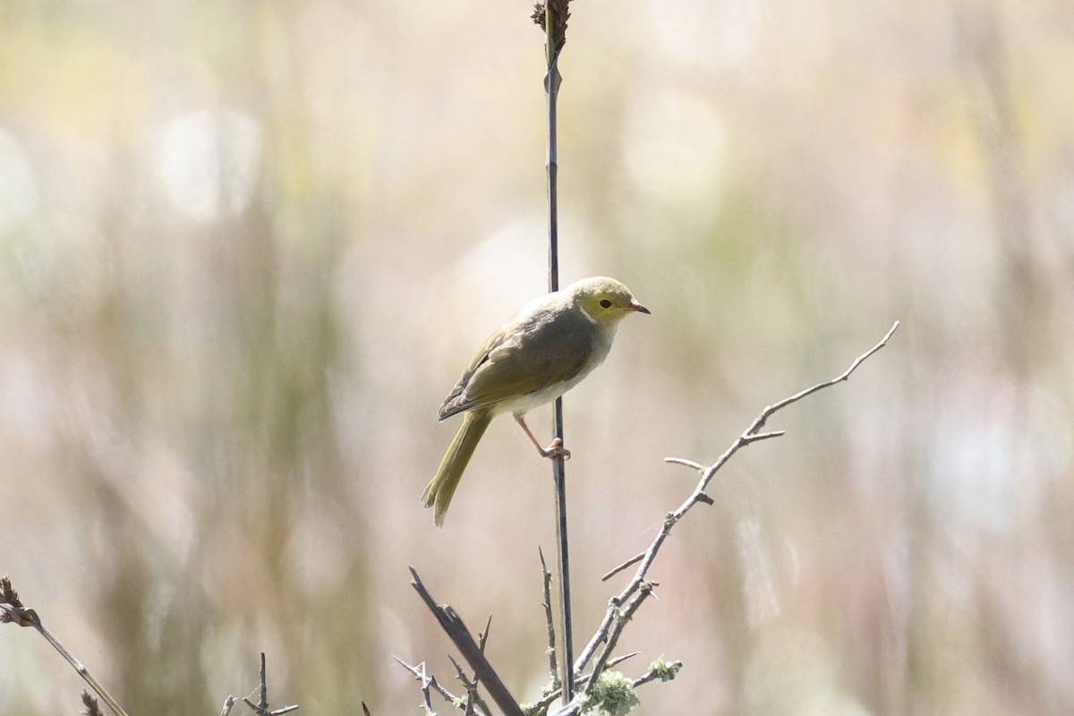 Медник блідий - ML647276369