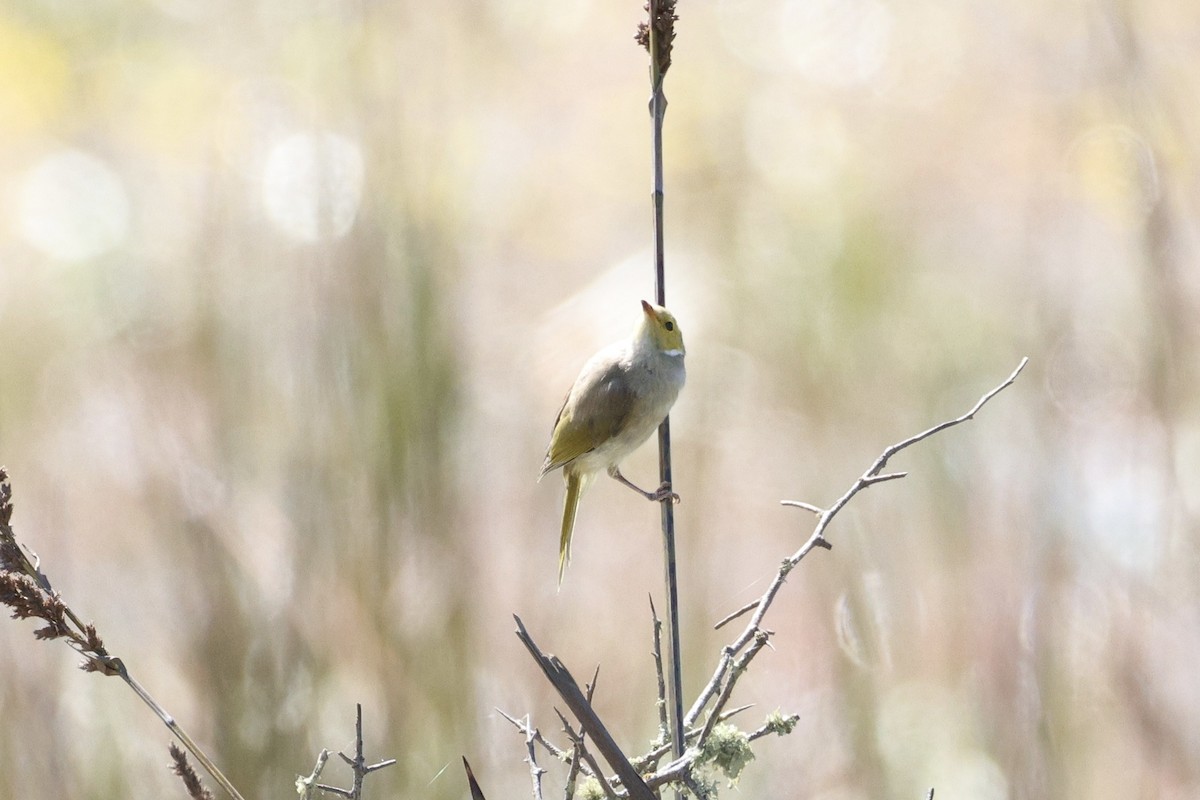 Медник блідий - ML647276370