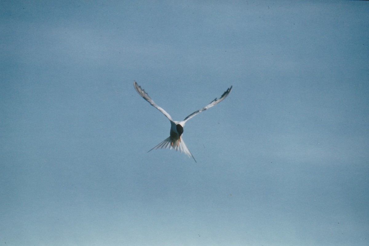 Common Tern - ML647276377