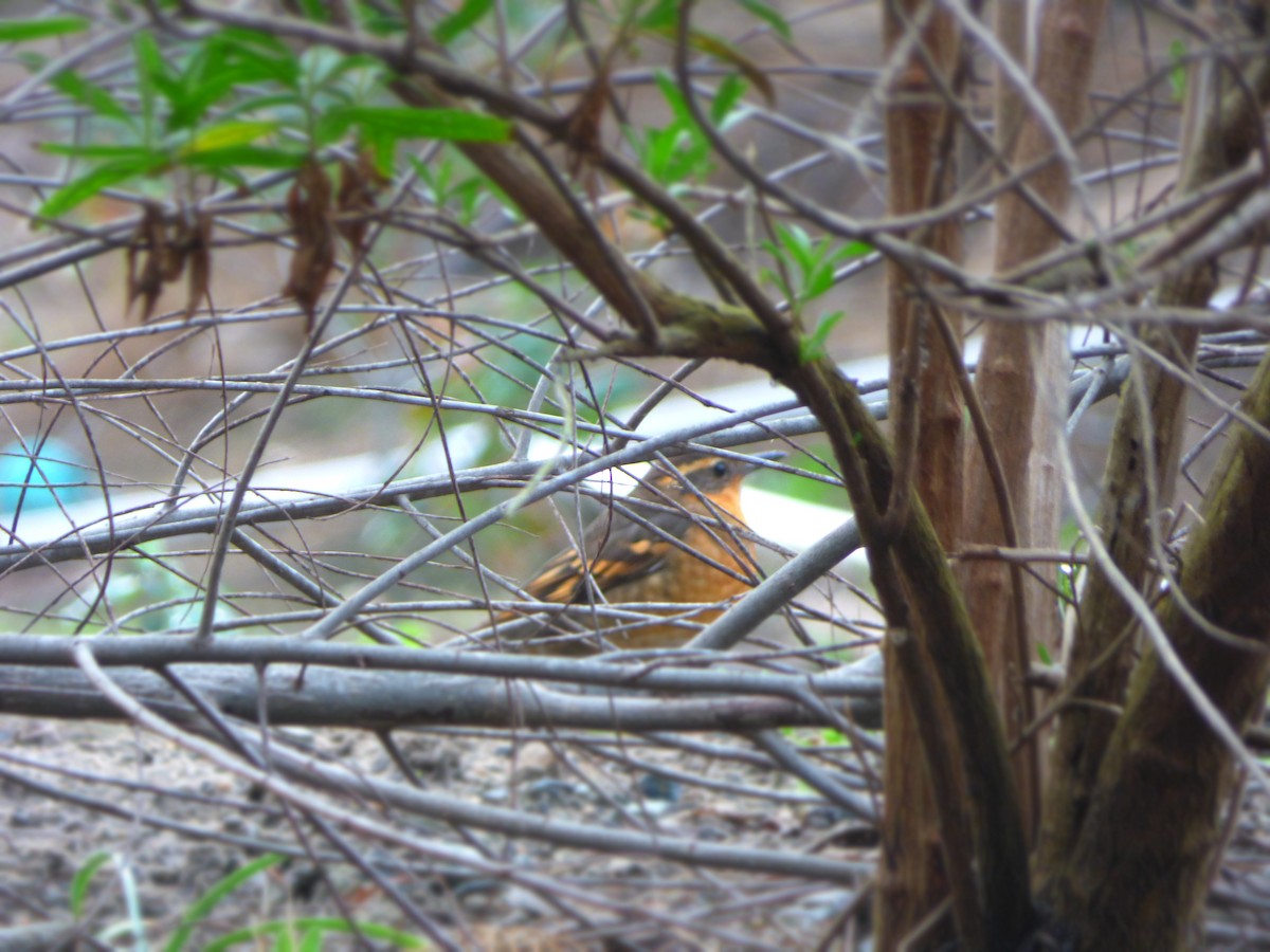 Varied Thrush - ML647276385