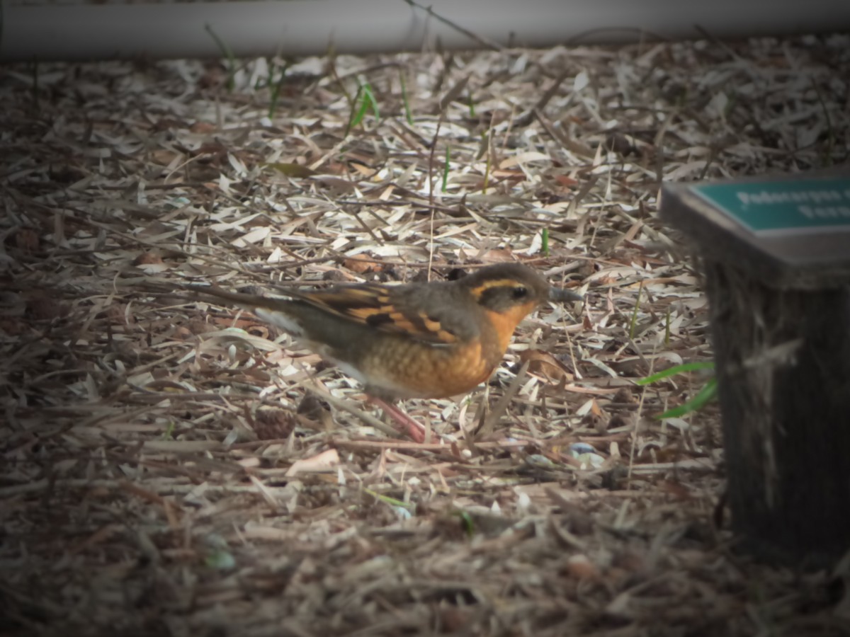 Varied Thrush - ML647276390