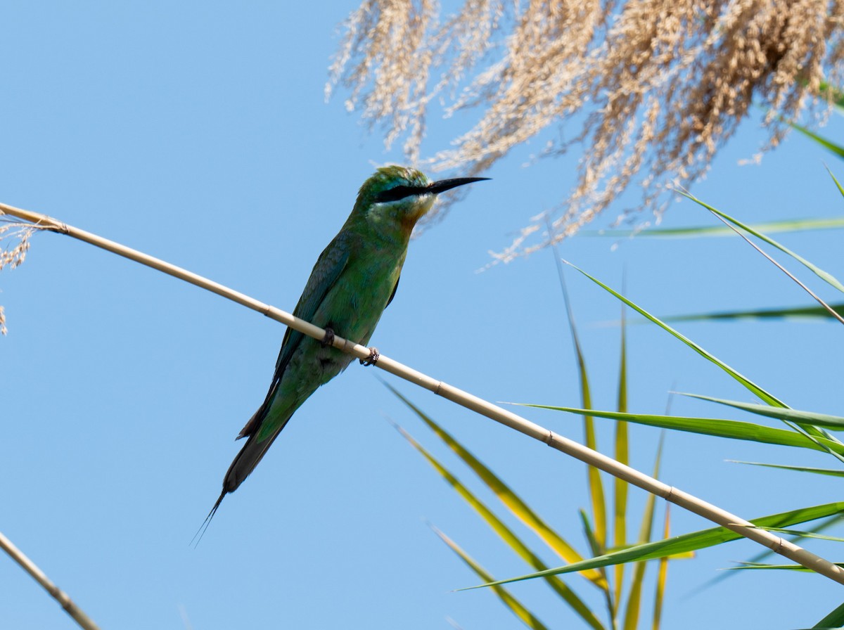 Зелёная щурка - ML647276397