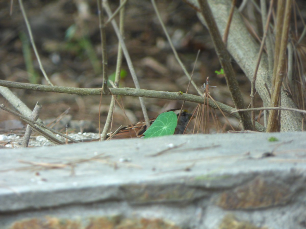 White-throated Sparrow - ML647276398