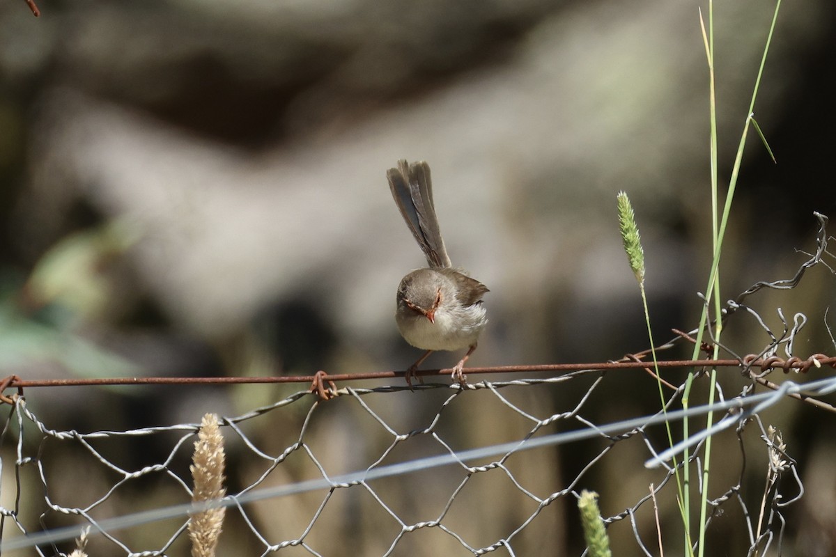 Maluro Soberbio - ML647276399