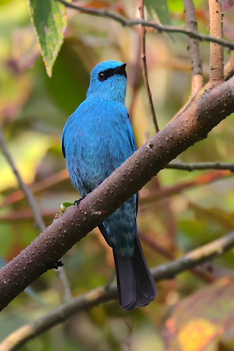 Papamoscas Verdín - ML647276403