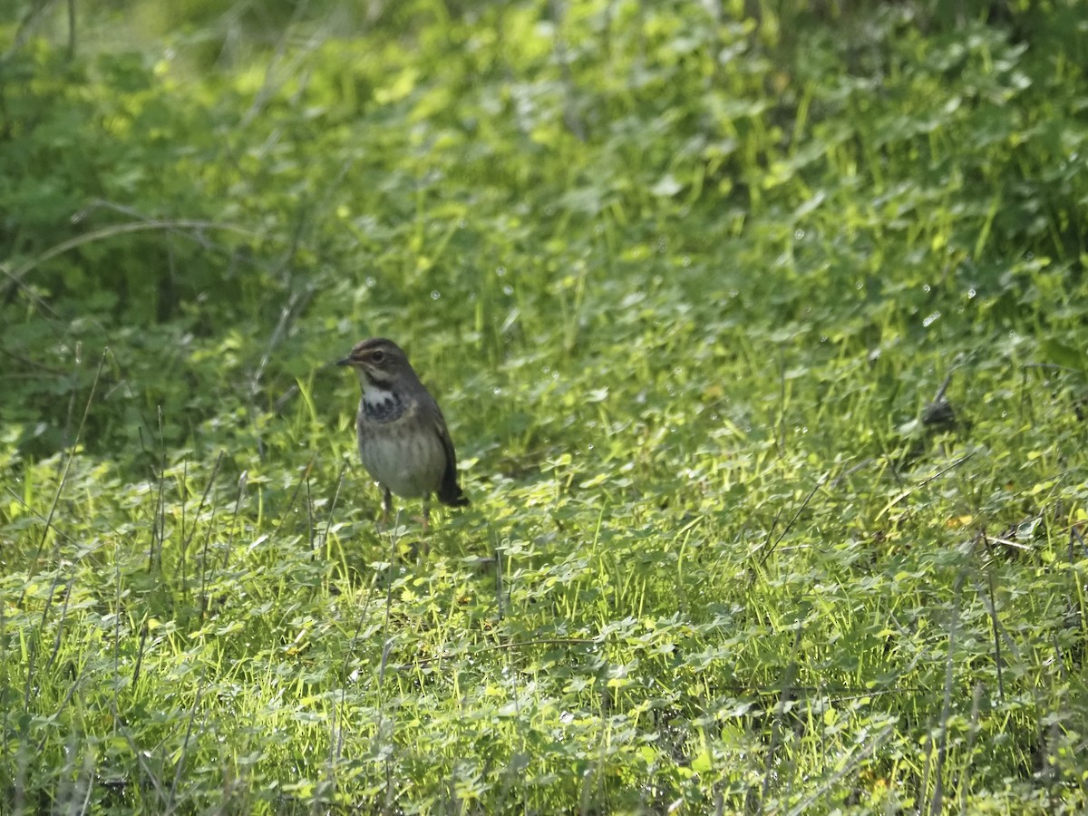 Ruiseñor Pechiazul - ML647276404