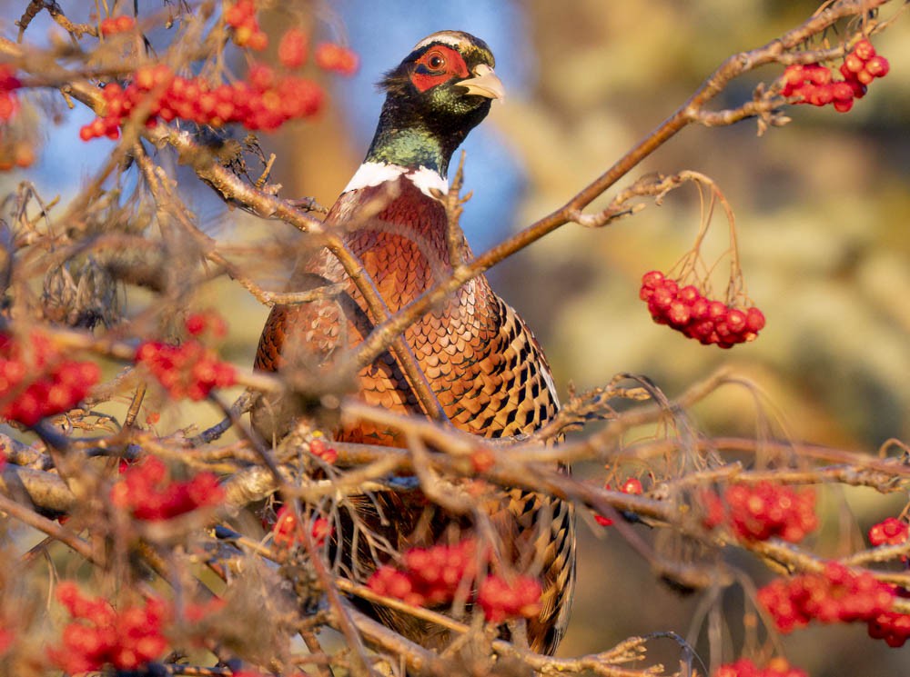 Faisán Vulgar - ML647276405