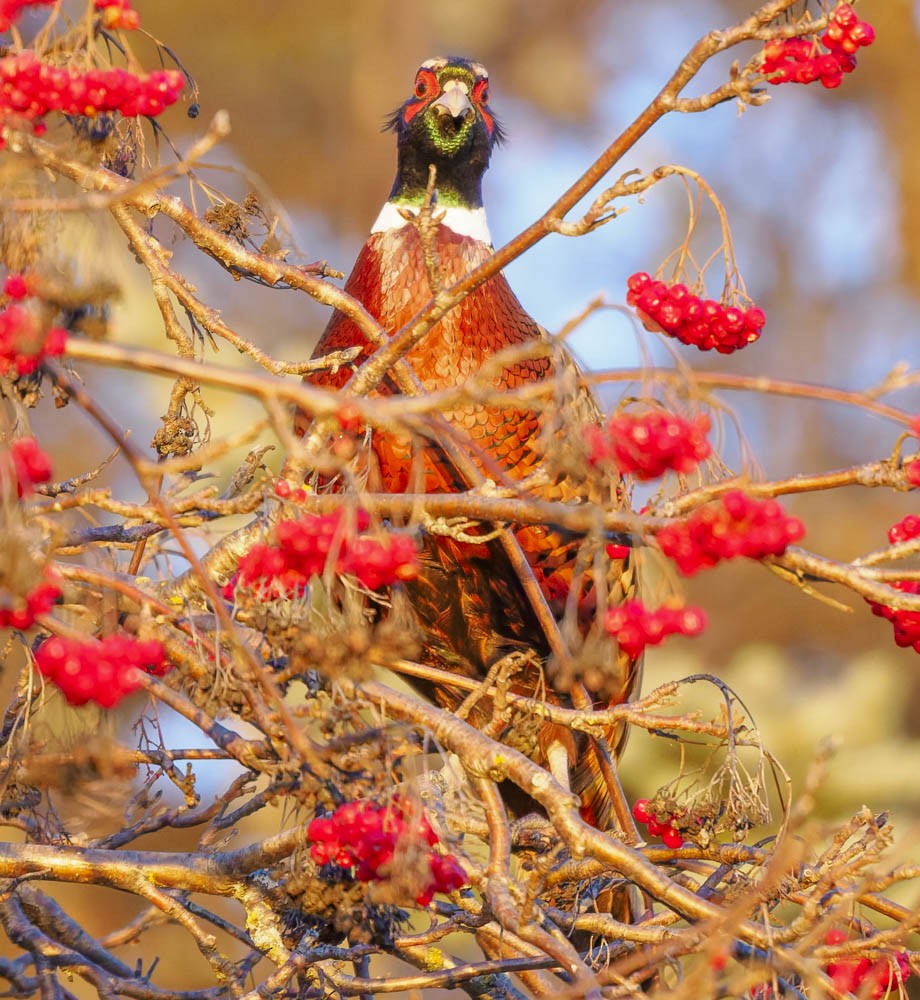 Faisán Vulgar - ML647276406