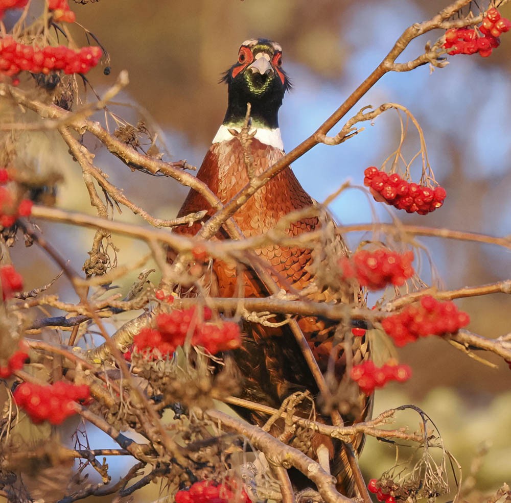 Faisán Vulgar - ML647276407