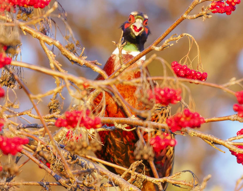 Faisán Vulgar - ML647276408