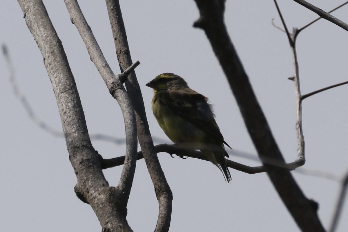 Serín Frentiamarillo - ML647276411