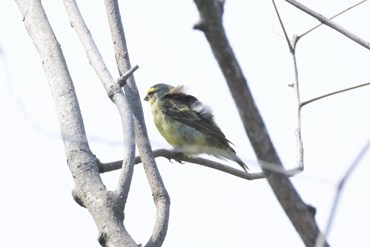 Serín Frentiamarillo - ML647276412