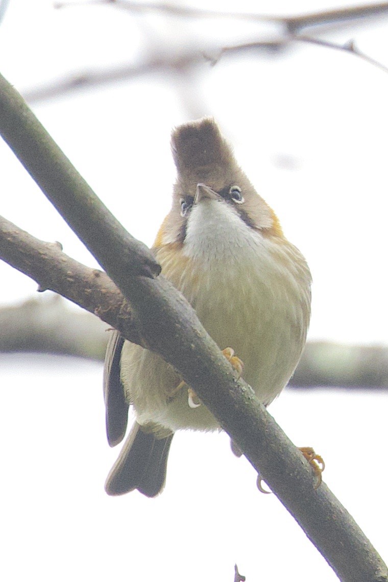 Yuhina Bigotuda - ML647276413