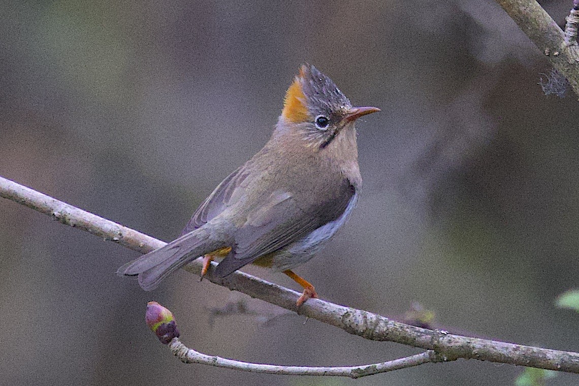 Yuhina Ventrirrufa - ML647276414