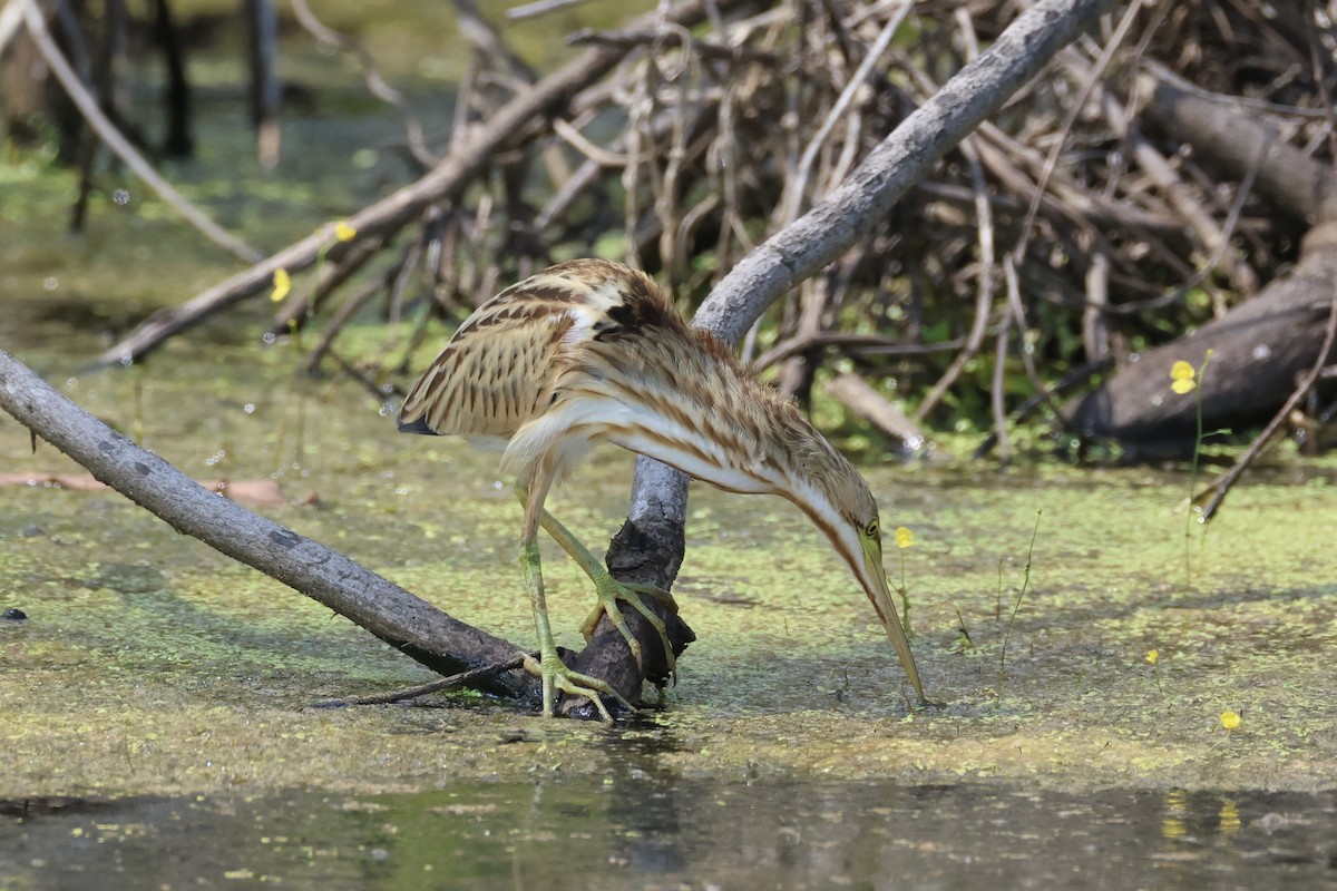 Avetorillo Chino - ML647276417