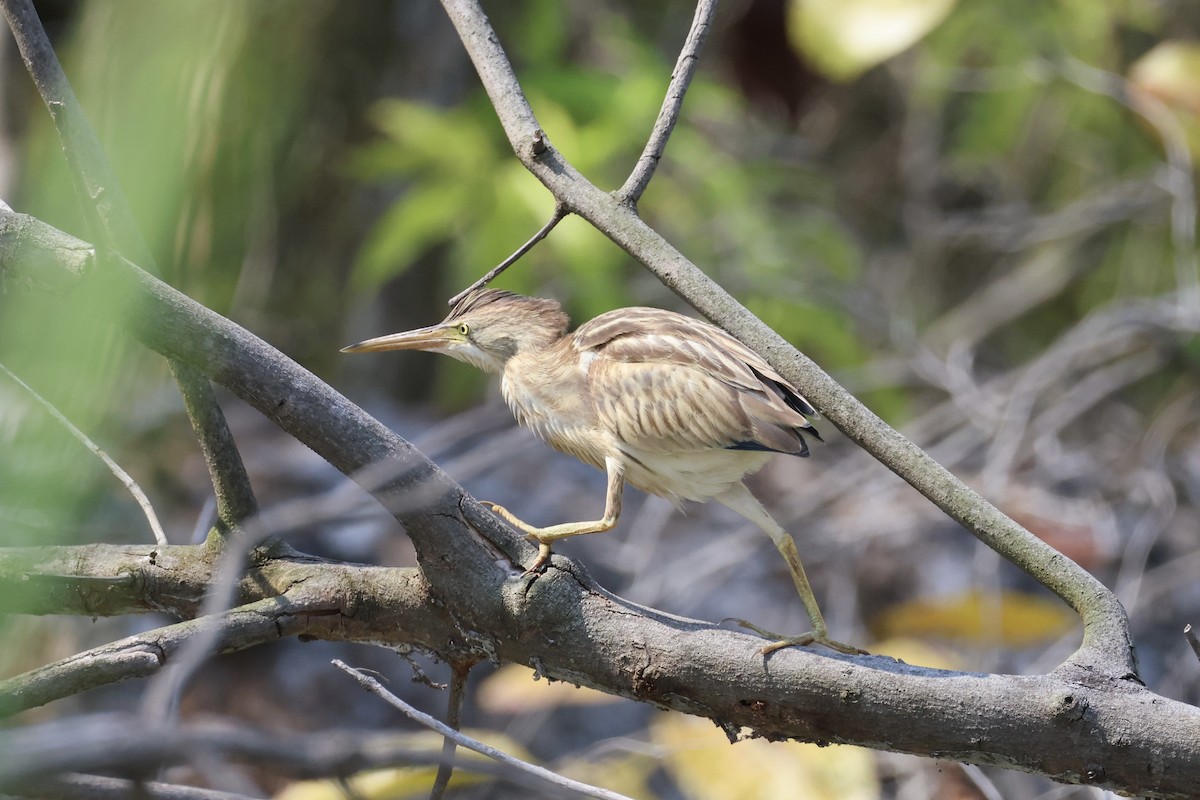 Avetorillo Chino - ML647276418