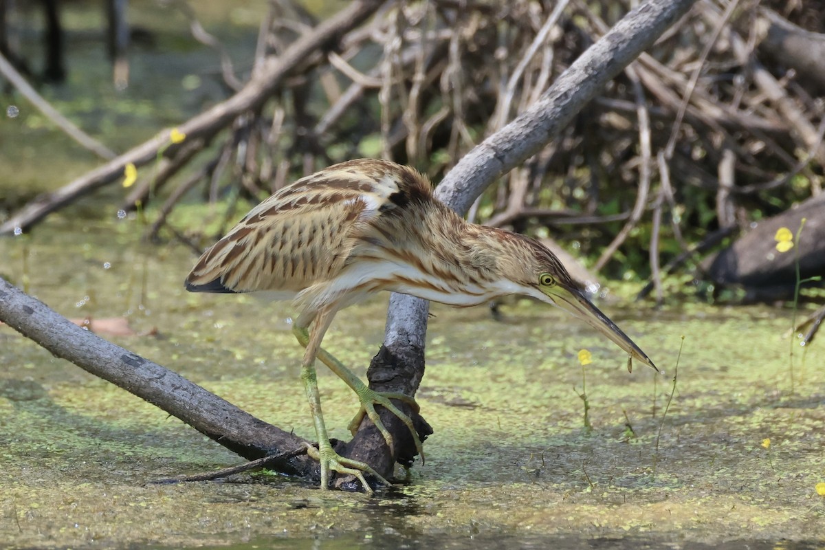 Avetorillo Chino - ML647276419