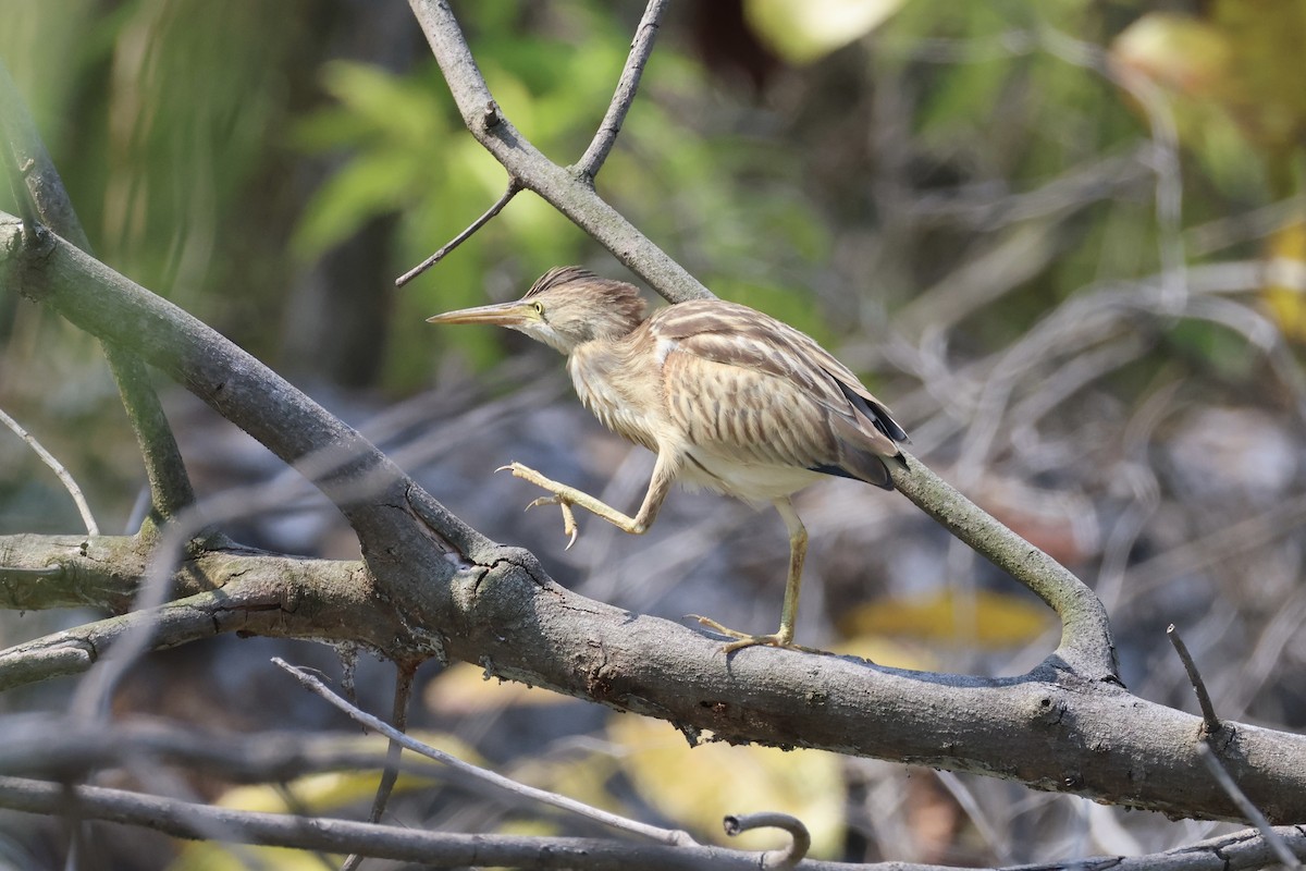 Avetorillo Chino - ML647276420