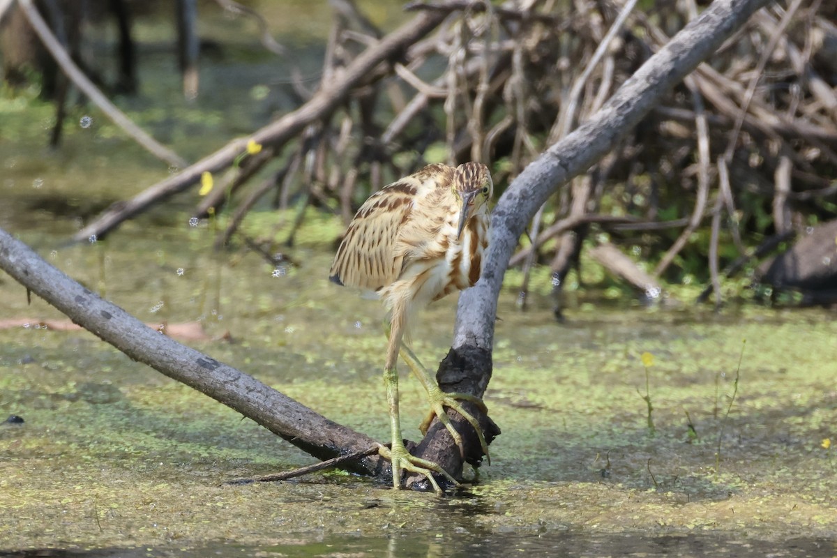 Avetorillo Chino - ML647276421