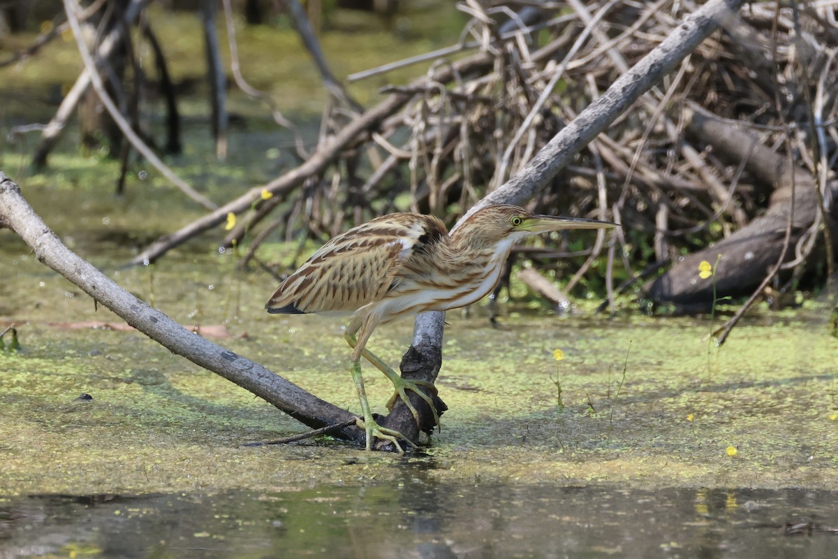 Avetorillo Chino - ML647276422