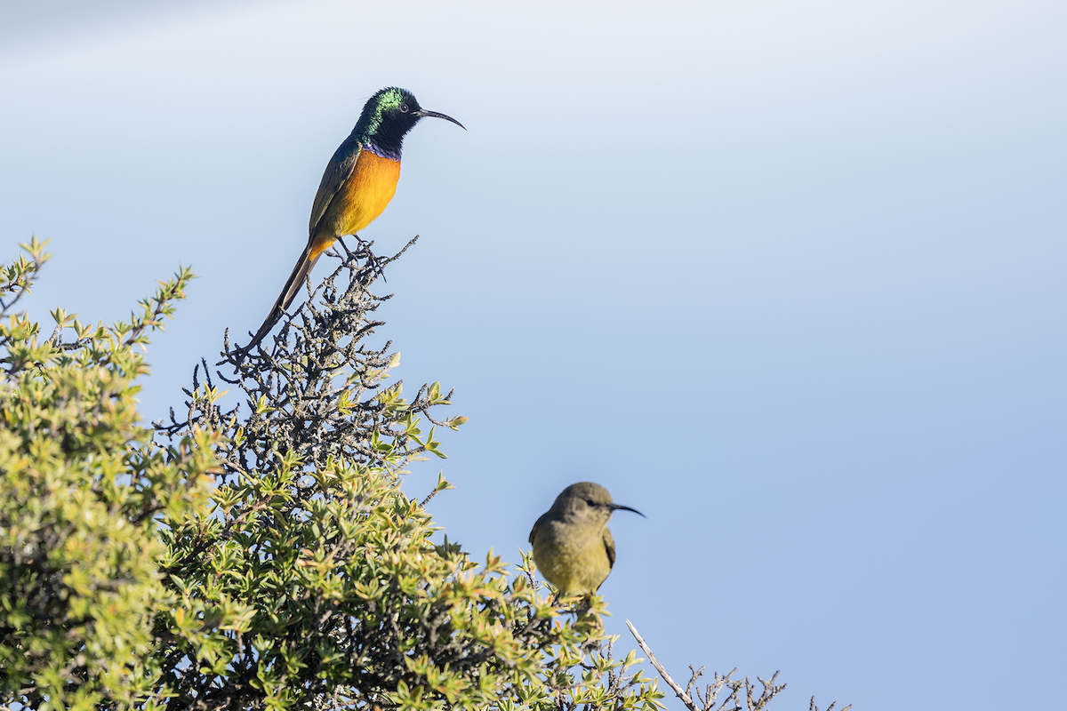 Suimanga Pechinaranja - ML647276423