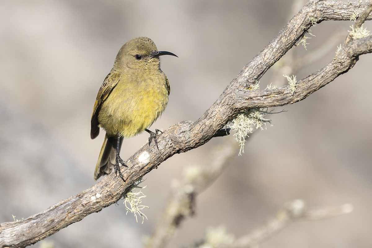 Suimanga Pechinaranja - ML647276424