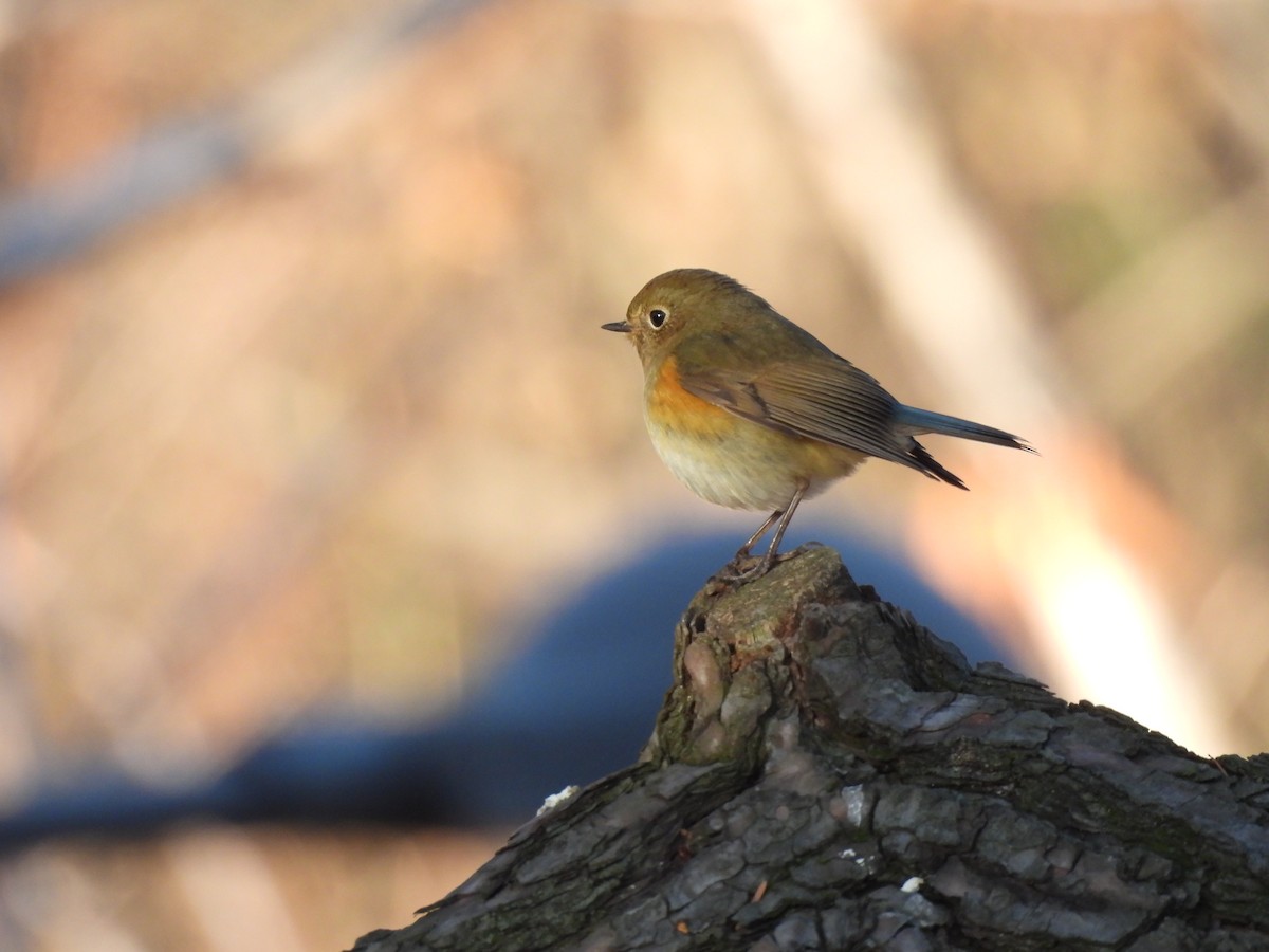 Ruiseñor Coliazul - ML647276425