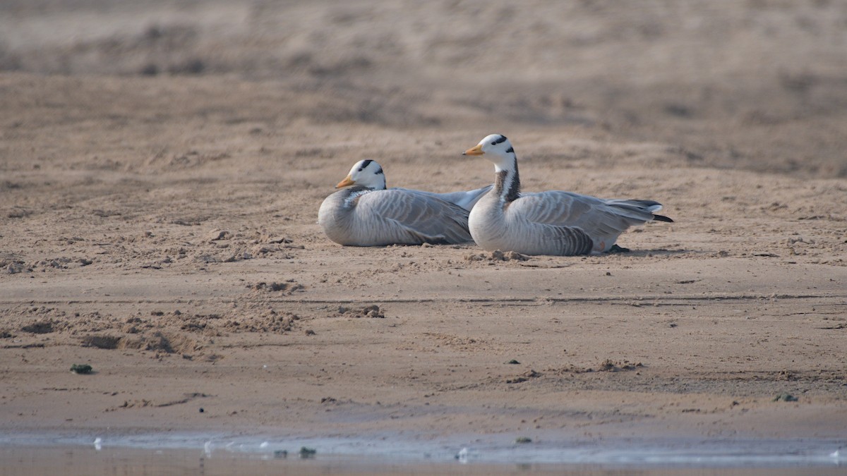 Ánsar Indio - ML647276427