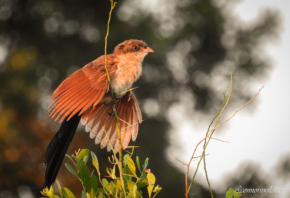 Cucal Senegalés - ML647276428