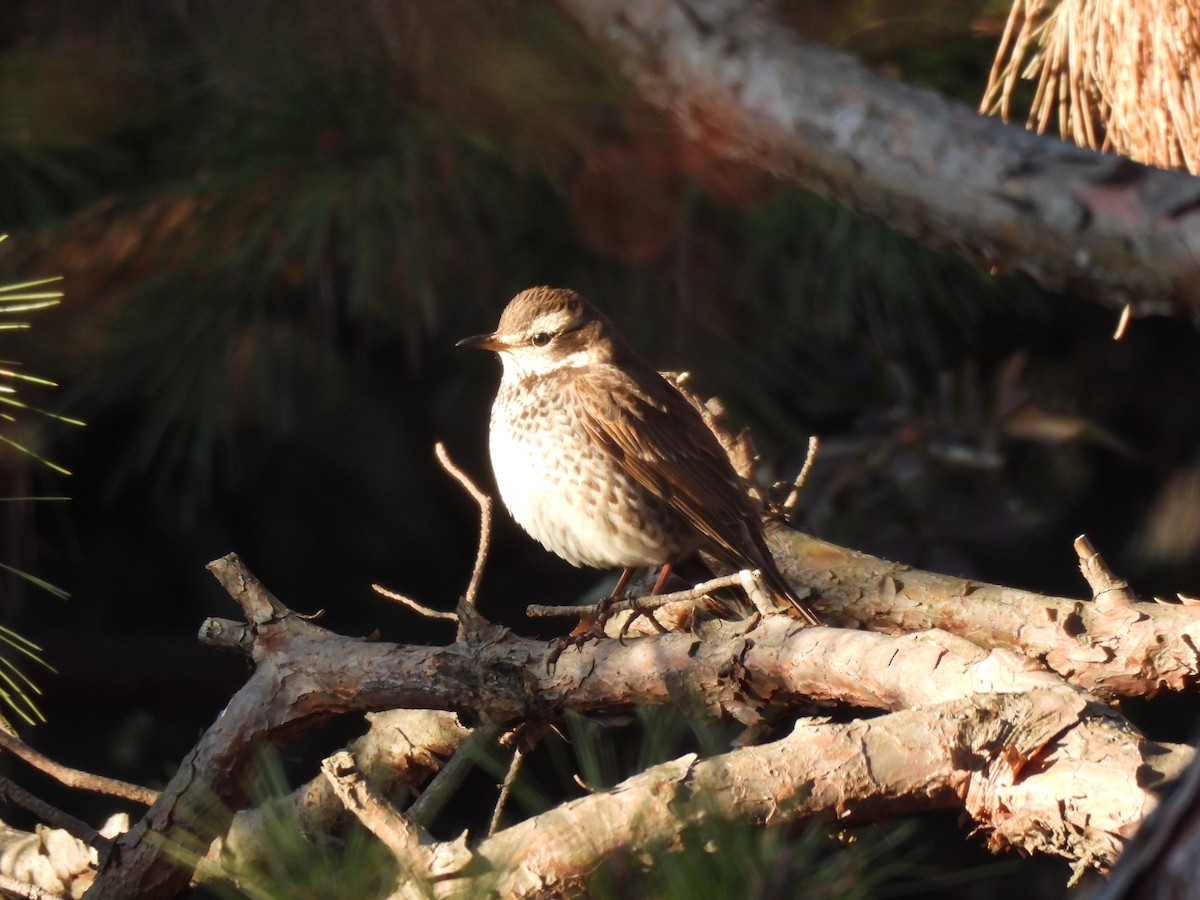 Zorzal Eunomo - ML647276430