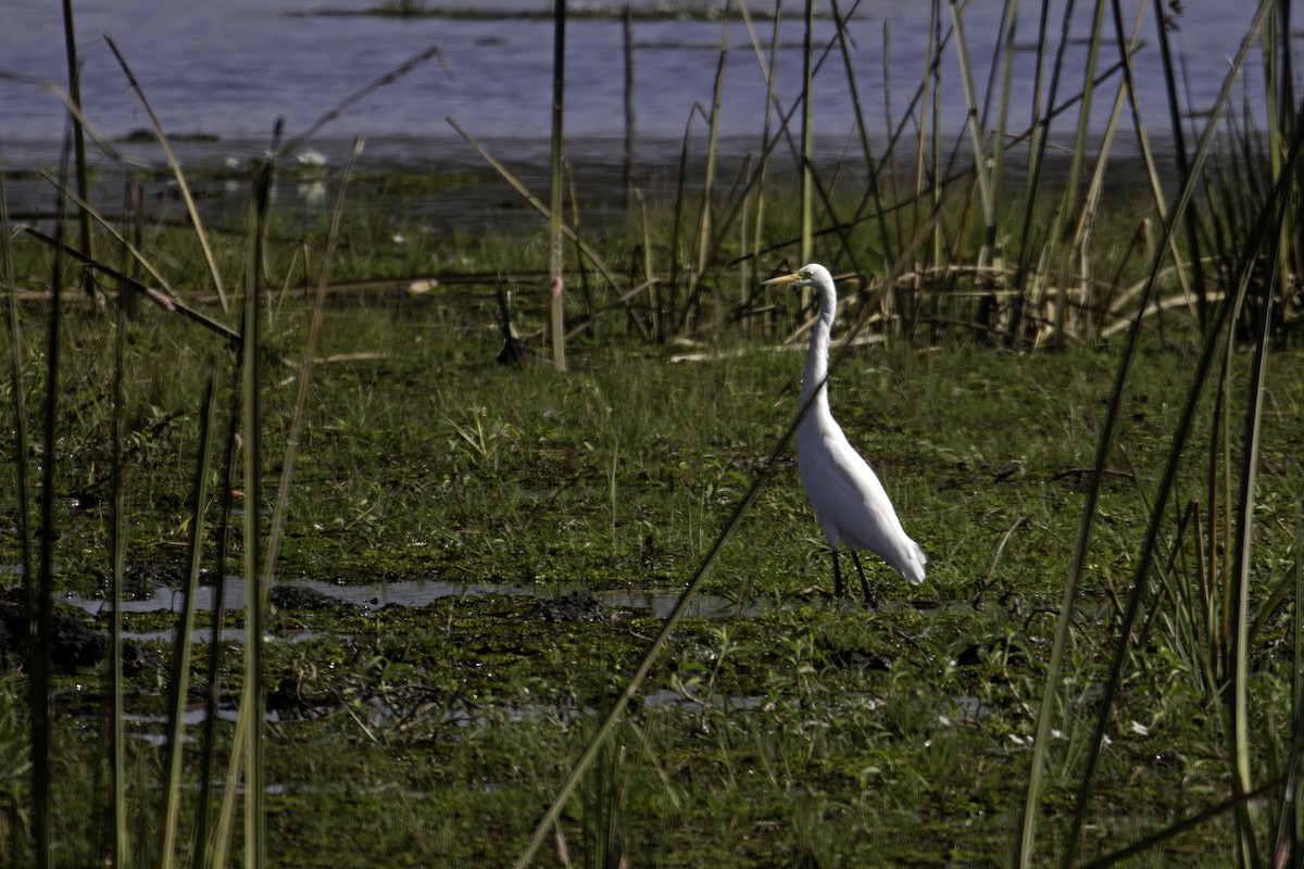 Garceta Intermedia - ML647276431