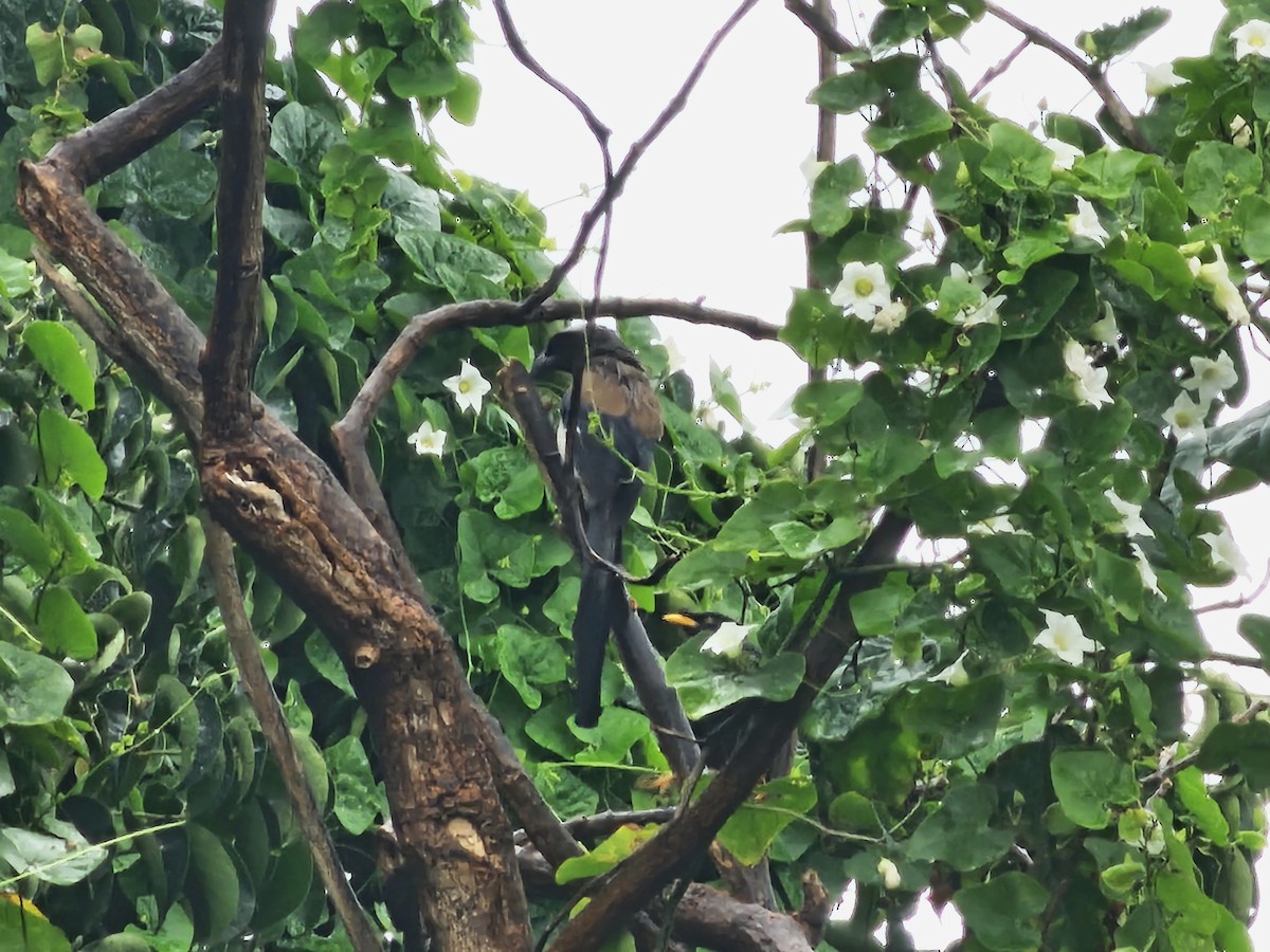 Urraca Gris - ML647276434