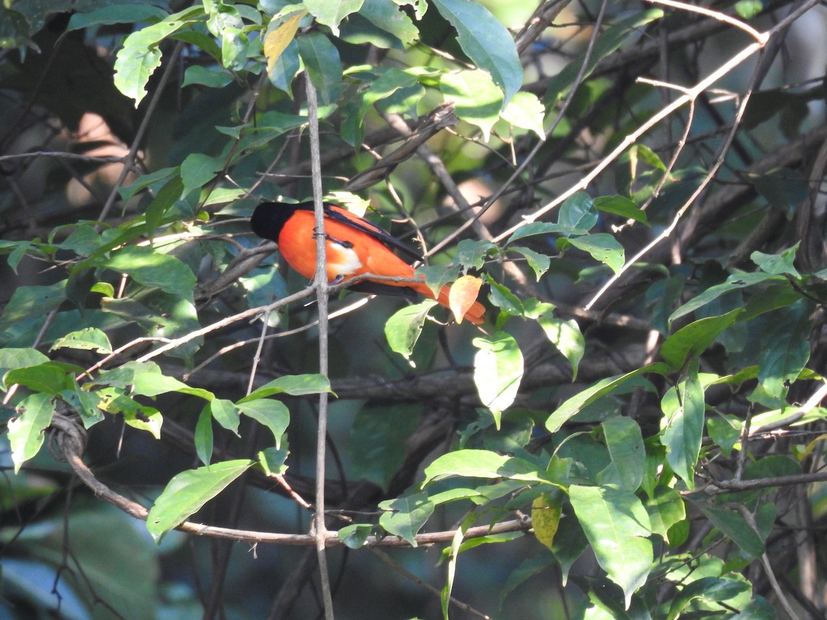 Minivet Escarlata - ML647276436