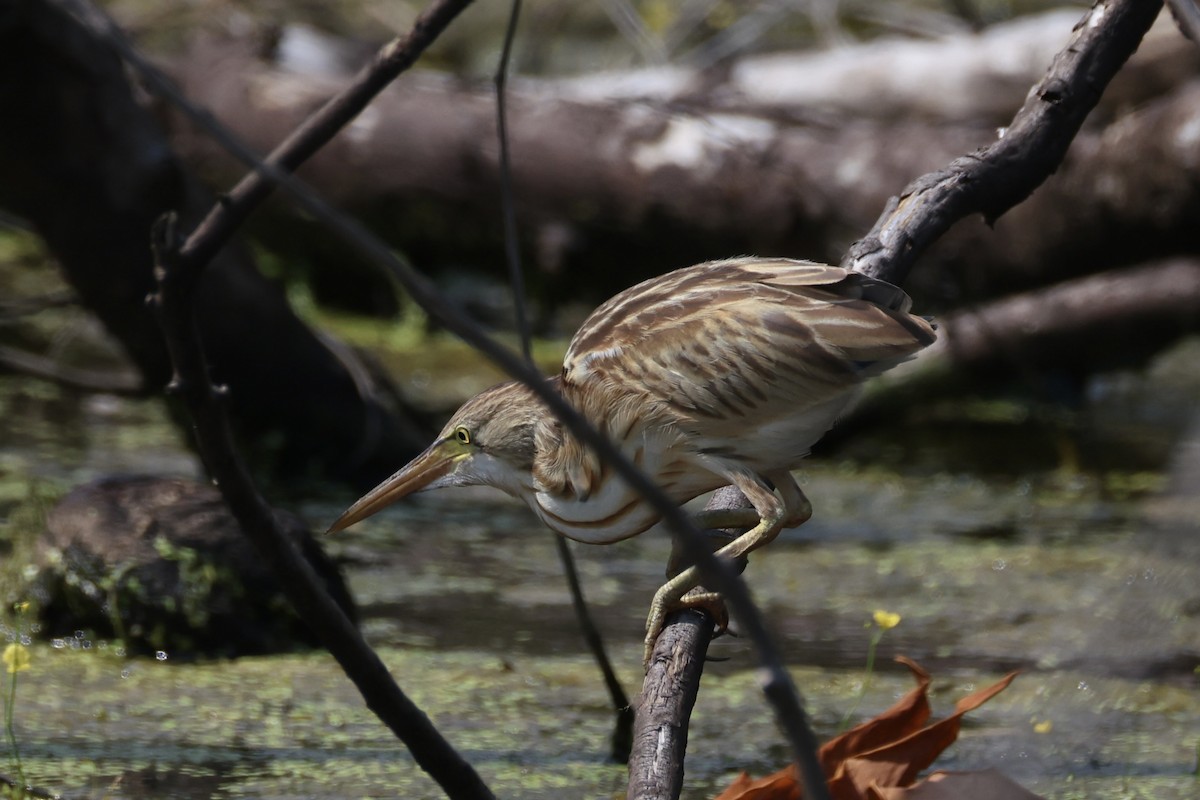 Avetorillo Chino - ML647276438