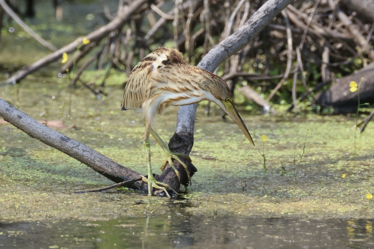 Avetorillo Chino - ML647276440