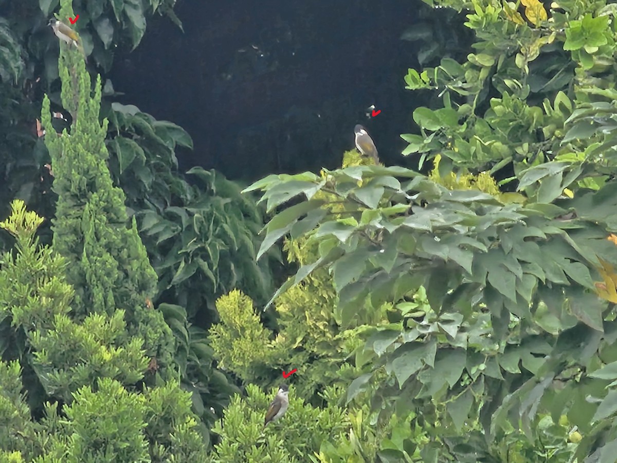 Bulbul de Taiwán - ML647276441