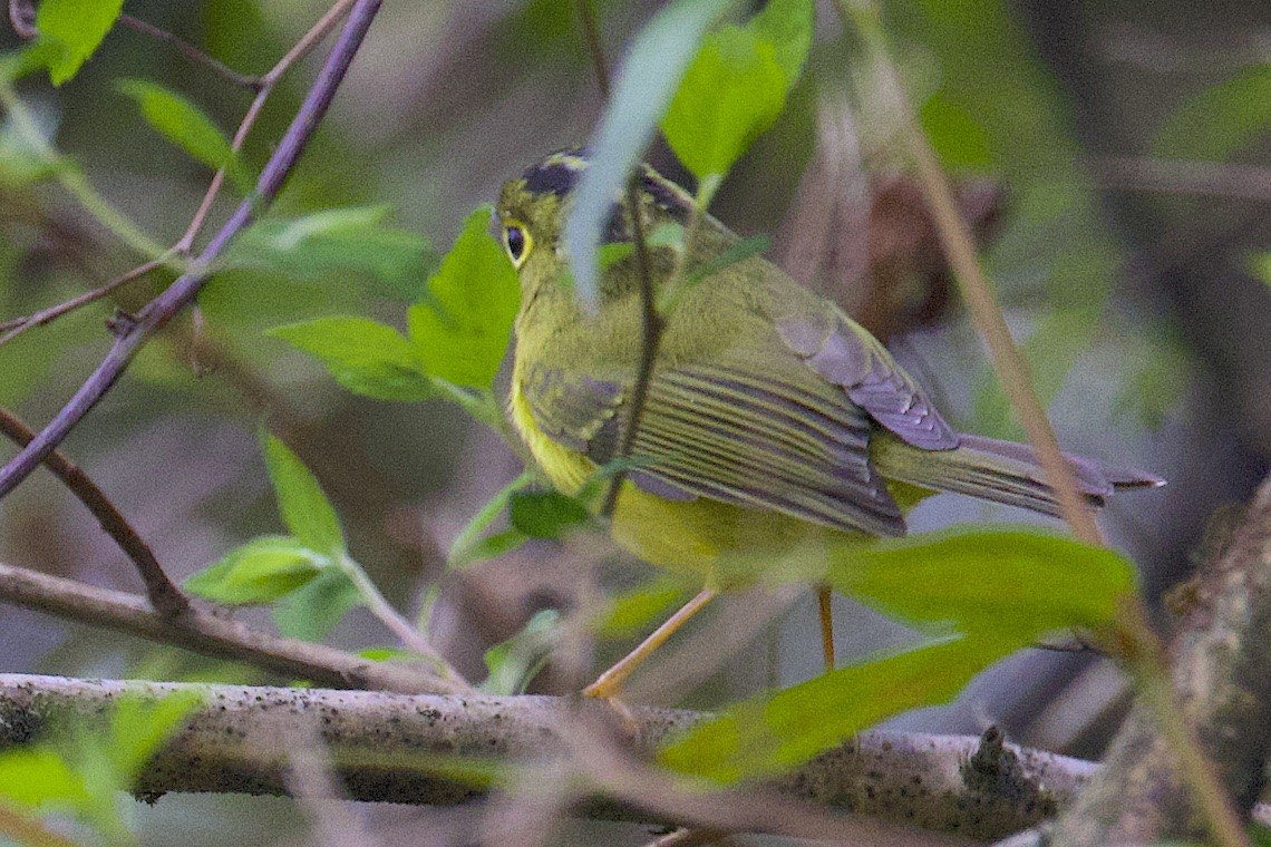Mosquitero de Whistler - ML647276442