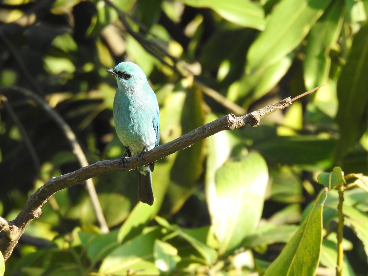 Gobemouche vert-de-gris - ML647276480