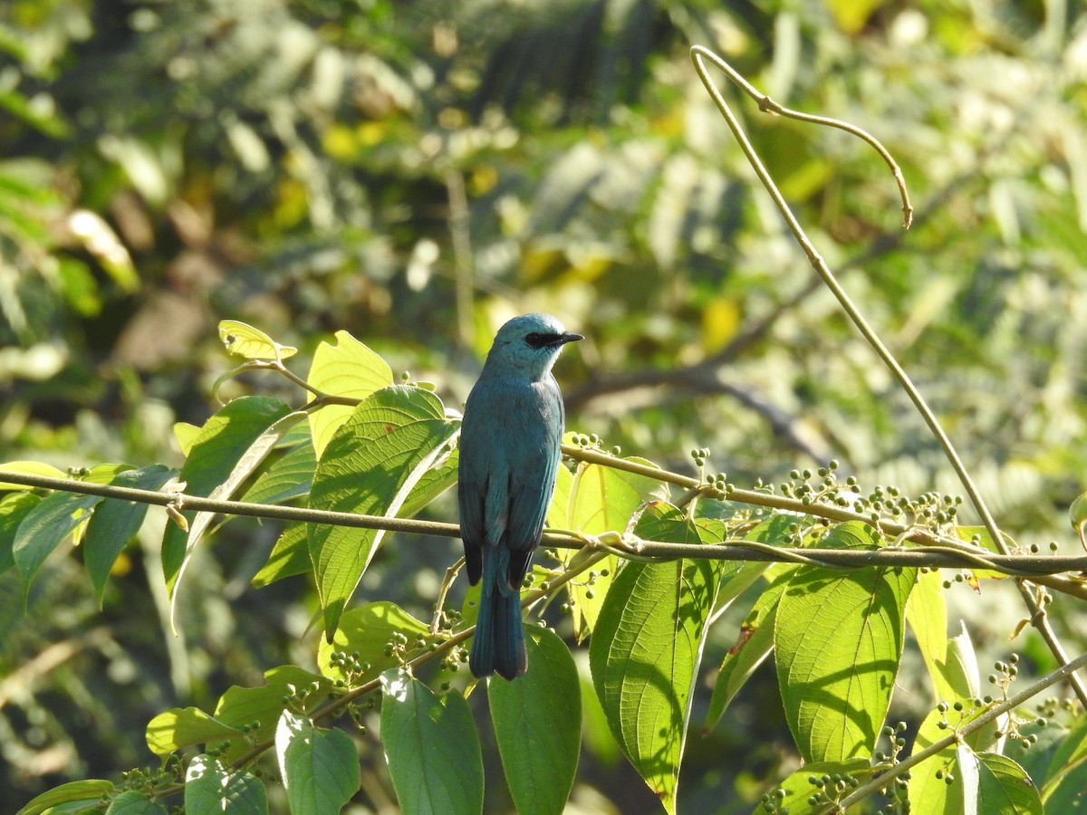 Gobemouche vert-de-gris - ML647276481