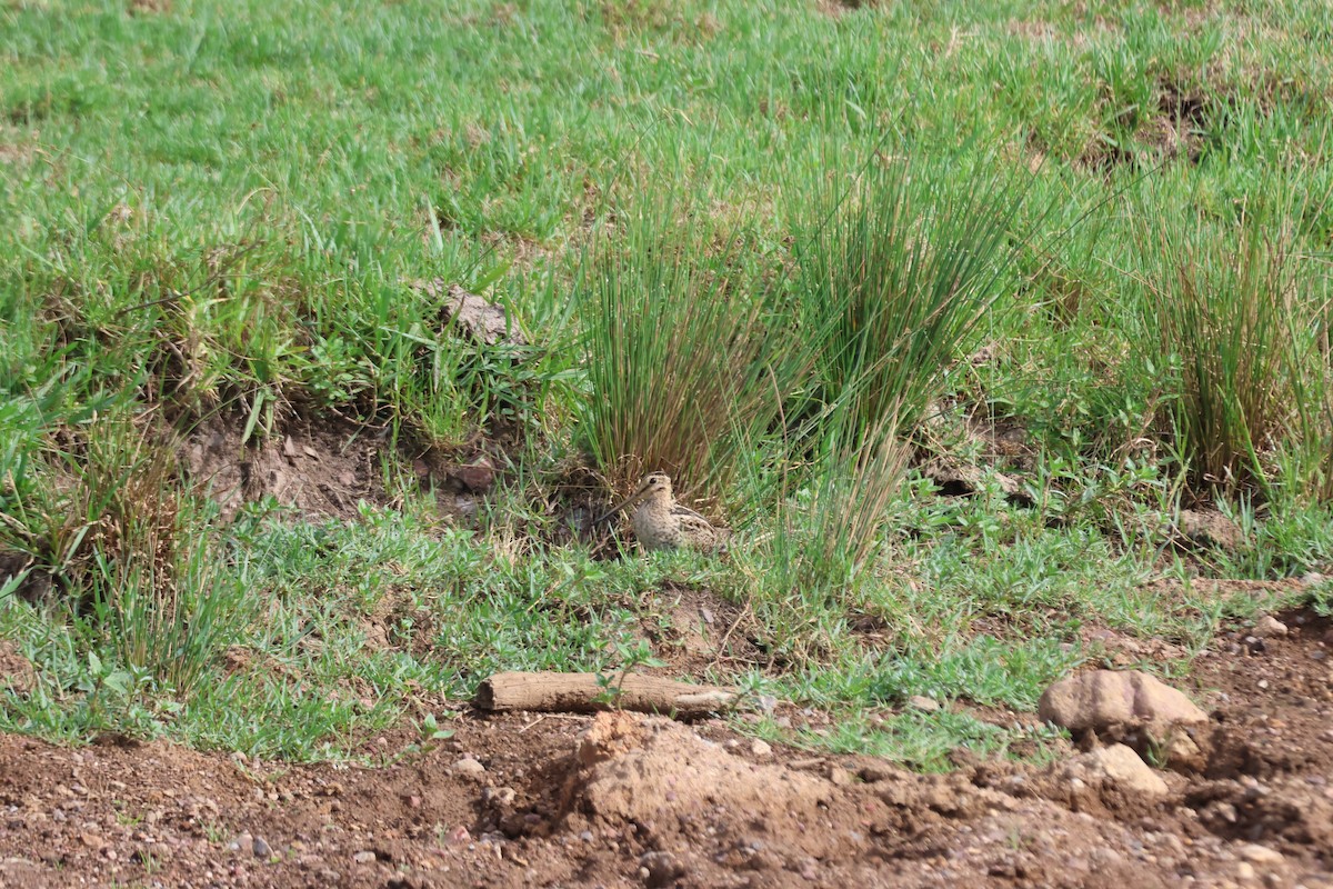 大地鷸 - ML647276511